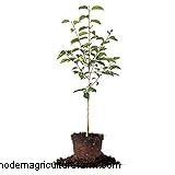 Persimmon Trees: A Comprehensive Guide to Growing & Care