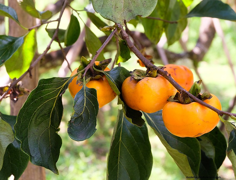 Persimmon Trees: A Comprehensive Guide to Growing & Care