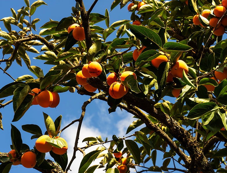 Persimmon Trees: A Comprehensive Guide to Growing & Care