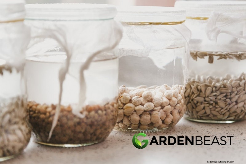Seed Saving 101: A Comprehensive Guide for Gardeners & Preppers