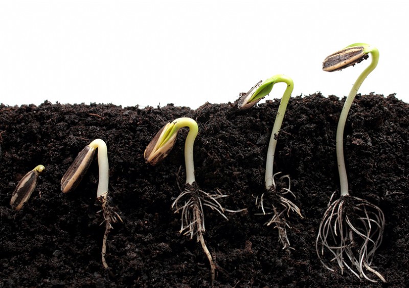 Seed Saving 101: A Comprehensive Guide for Gardeners & Preppers