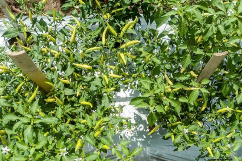 Pepper Plant Companions: 20 Plants to Avoid for Healthy Growth