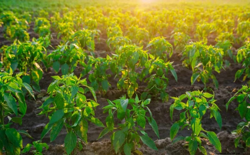 Pepper Plant Companions: 20 Plants to Avoid for Healthy Growth