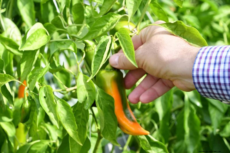 Pepper Plant Companions: 20 Plants to Avoid for Healthy Growth