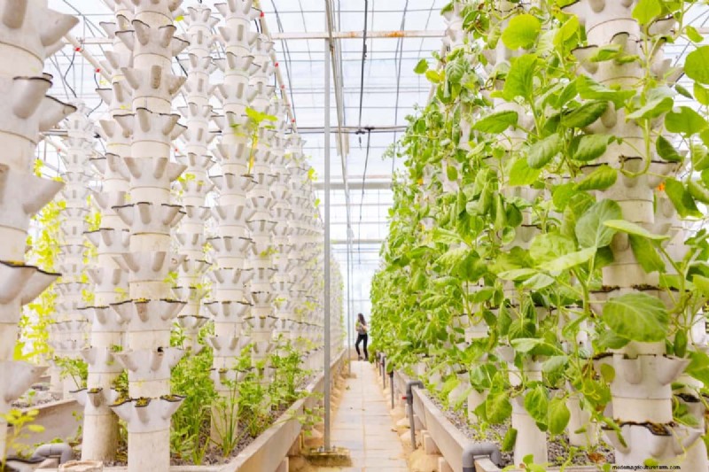 Vertical Garden Cost in India: A Comprehensive Cost Breakdown & Price Guide