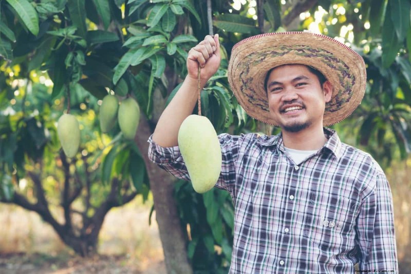 Mango Tree Fertilizer Guide: Optimize Growth & Yield