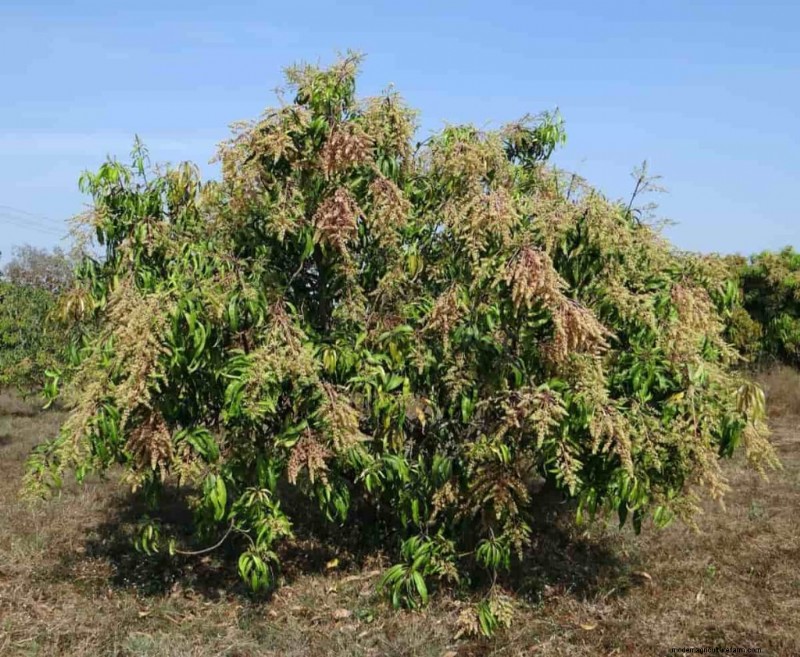 Mango Tree Fertilizer Guide: Optimize Growth & Yield