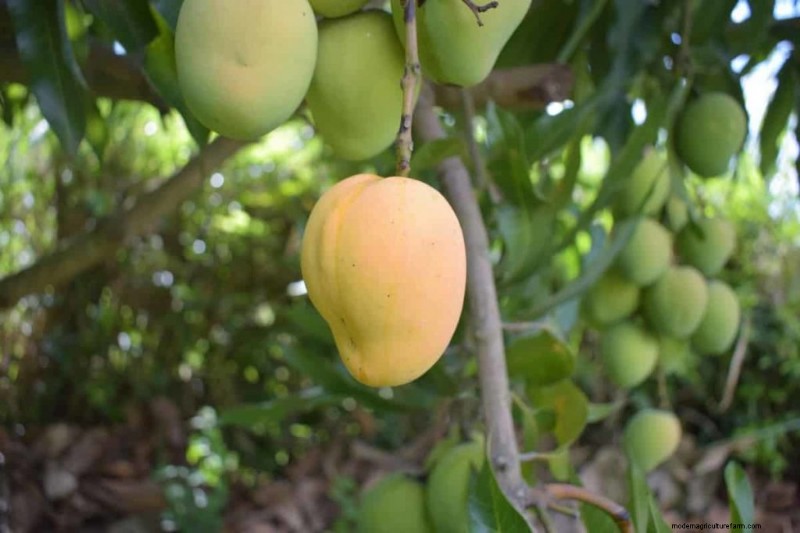 Mango Tree Fertilizer Guide: Optimize Growth & Yield