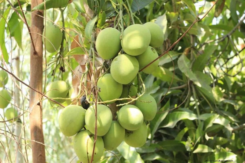 Mango Tree Fertilizer Guide: Optimize Growth & Yield