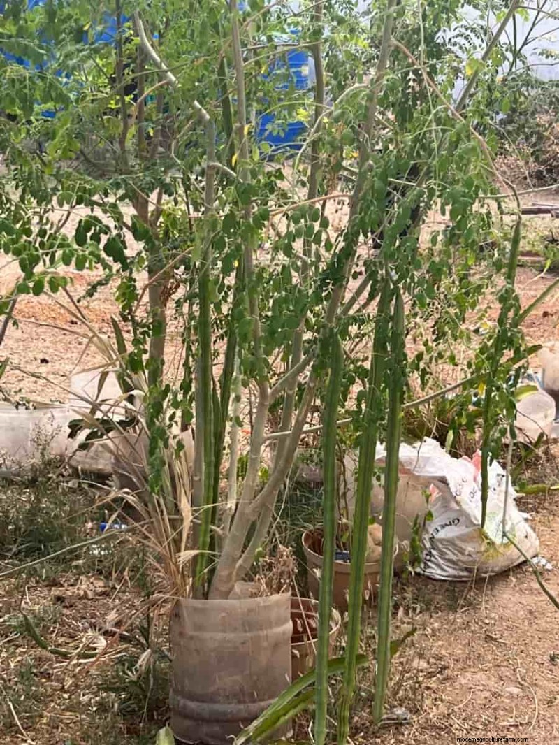 Watering for Healthy Moringa Pods: A Comprehensive Guide