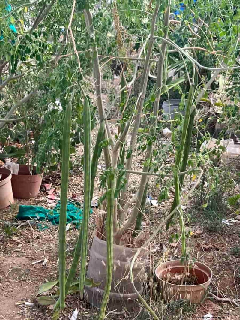 Watering for Healthy Moringa Pods: A Comprehensive Guide