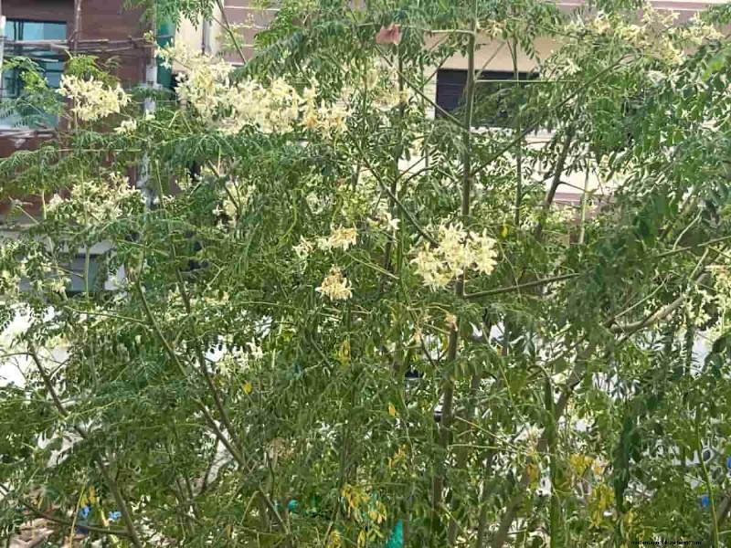 Watering for Healthy Moringa Pods: A Comprehensive Guide