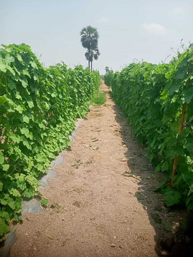 Maximize Ridge Gourd Production: A Beginner s Guide to Flowering & Yield