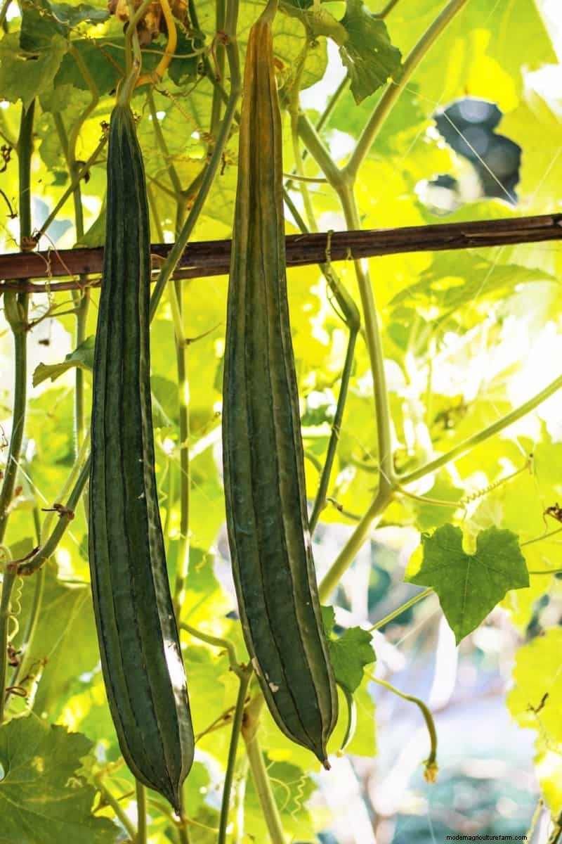 Maximize Ridge Gourd Production: A Beginner s Guide to Flowering & Yield