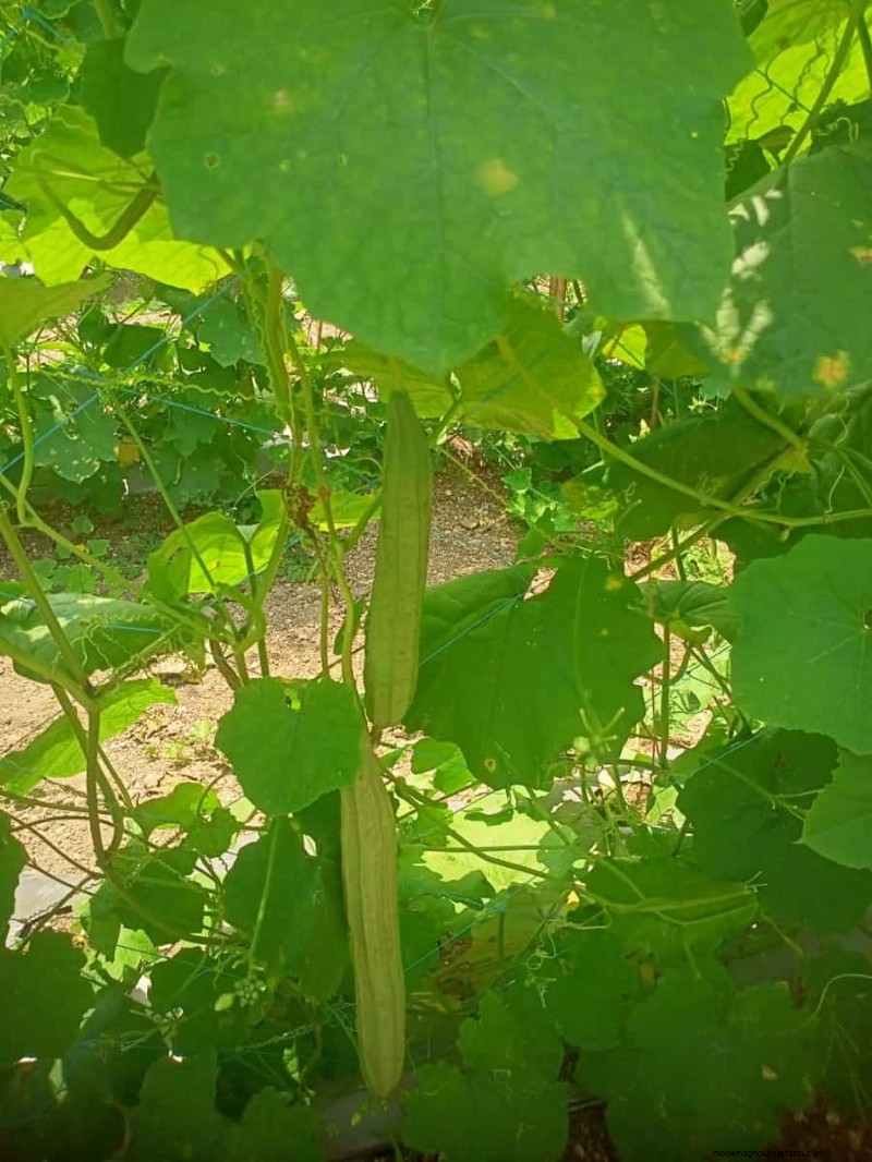 Maximize Ridge Gourd Production: A Beginner s Guide to Flowering & Yield