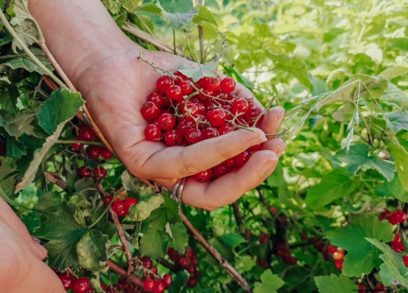 Red Currant Growing Guide: A Beginner s Handbook