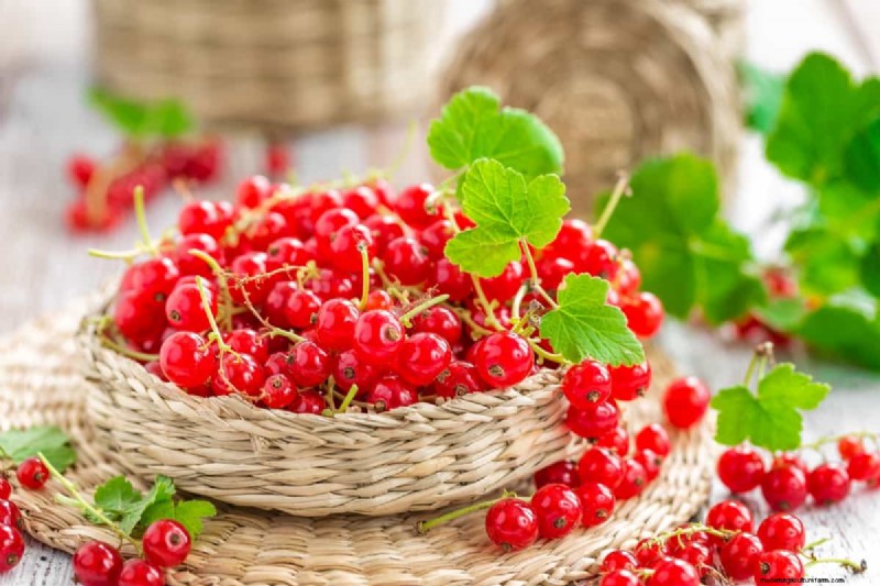 Red Currant Growing Guide: A Beginner s Handbook
