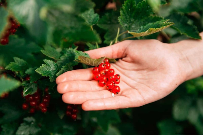 Red Currant Growing Guide: A Beginner s Handbook