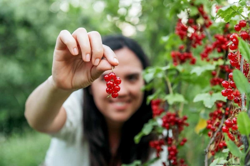 Red Currant Growing Guide: A Beginner s Handbook