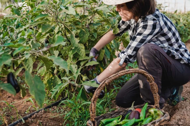 Master Vegetable Gardening: Proven Techniques for Bountiful Harvests