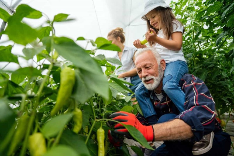 Master Vegetable Gardening: Proven Techniques for Bountiful Harvests