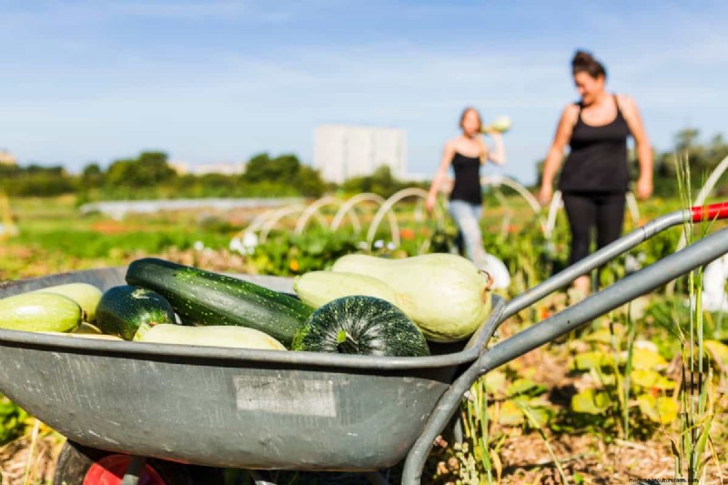 Master Vegetable Gardening: Proven Techniques for Bountiful Harvests