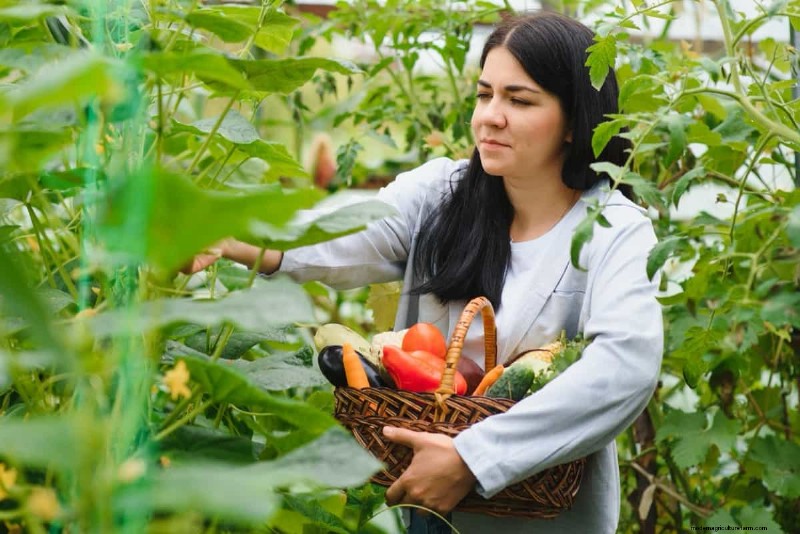 Master Vegetable Gardening: Proven Techniques for Bountiful Harvests