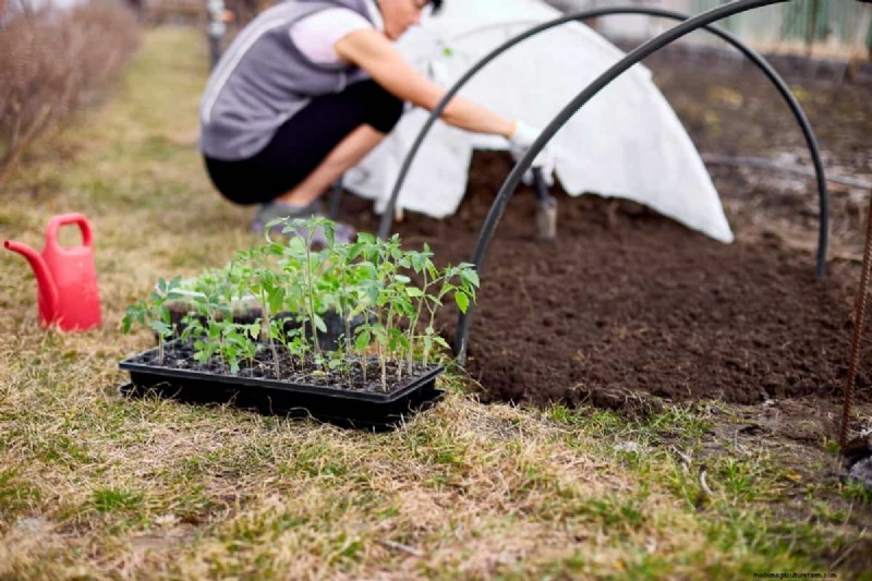Organic Tomato Growing: A Complete Guide for Home Gardeners