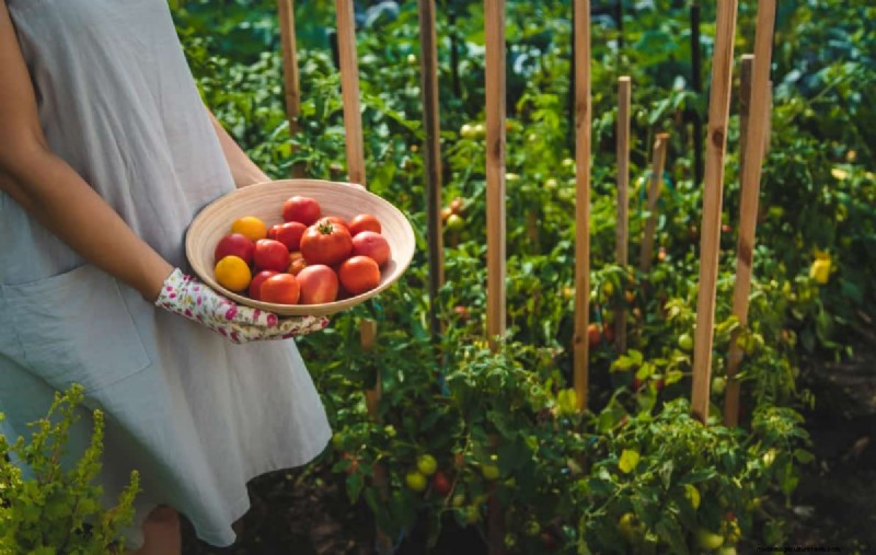 Organic Tomato Growing: A Complete Guide for Home Gardeners