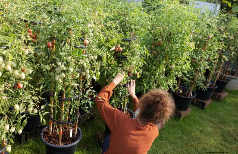 Organic Tomato Growing: A Complete Guide for Home Gardeners