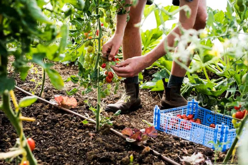 Organic Tomato Growing: A Complete Guide for Home Gardeners