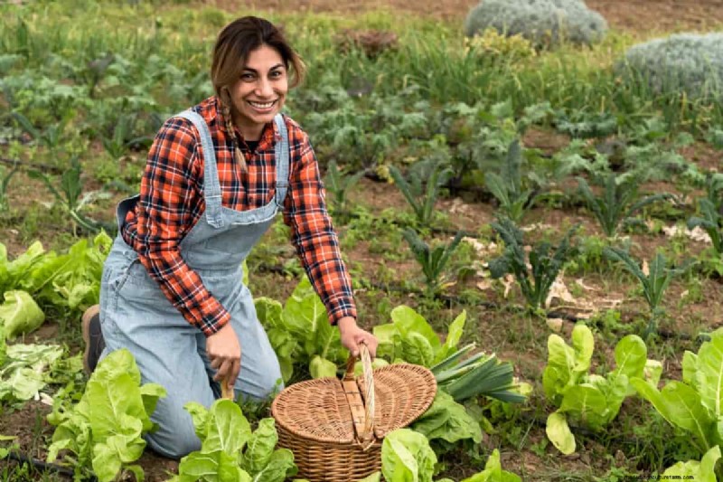 Budget Organic Gardening: Low-Cost Techniques & Resources