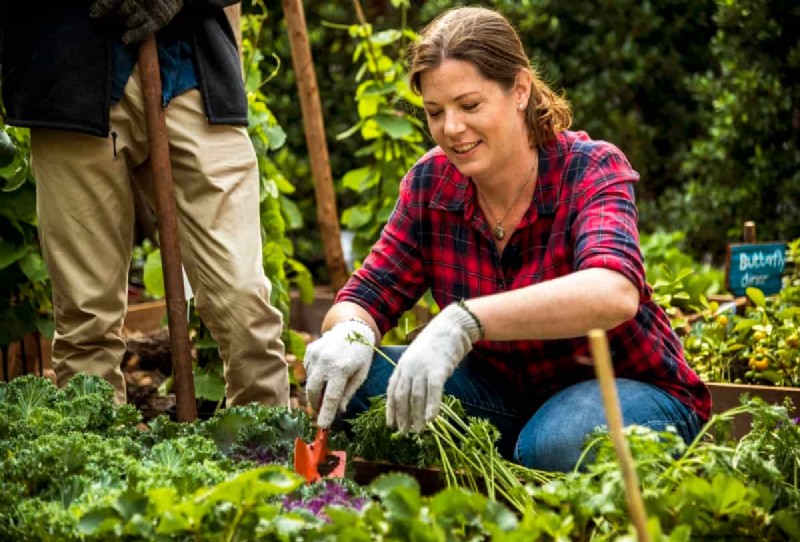 Budget Organic Gardening: Low-Cost Techniques & Resources