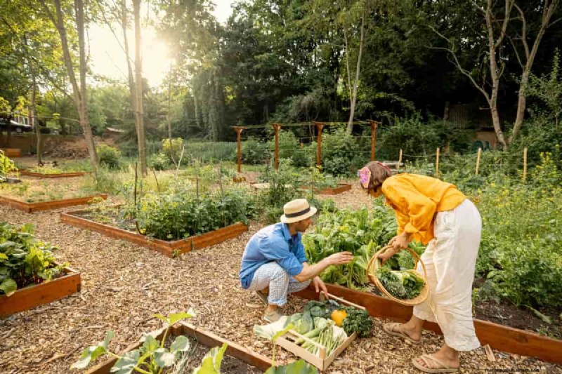 Budget Organic Gardening: Low-Cost Techniques & Resources