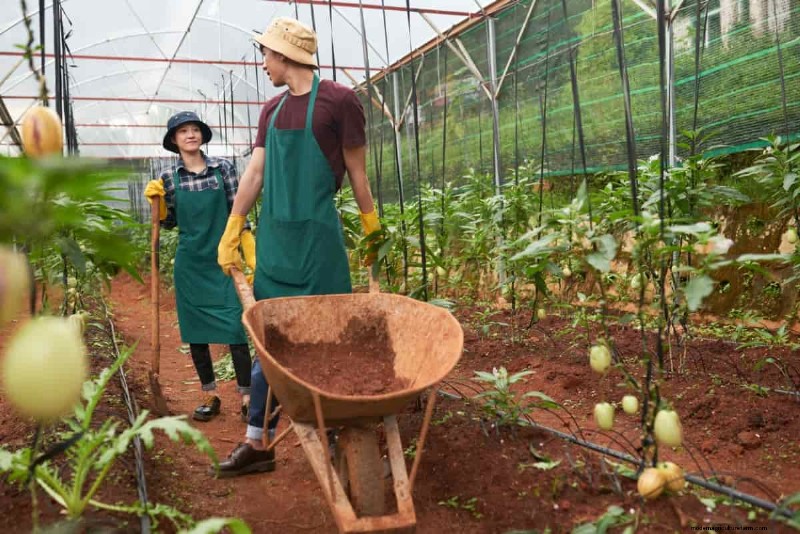 Budget Organic Gardening: Low-Cost Techniques & Resources