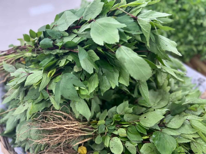 Growing Gongura: Seed Germination & Planting Guide for South India