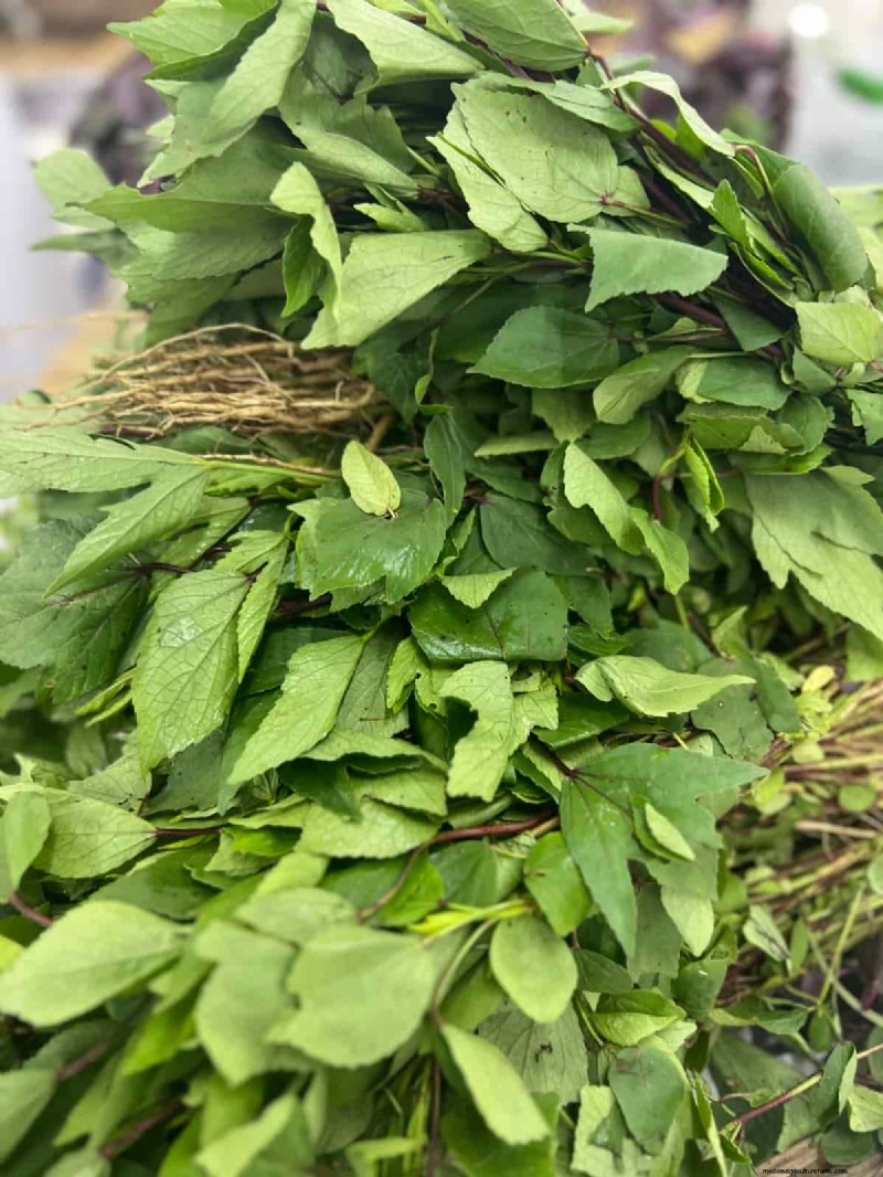 Growing Gongura: Seed Germination & Planting Guide for South India