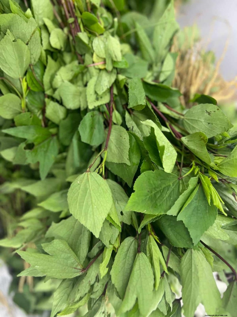 Growing Gongura: Seed Germination & Planting Guide for South India