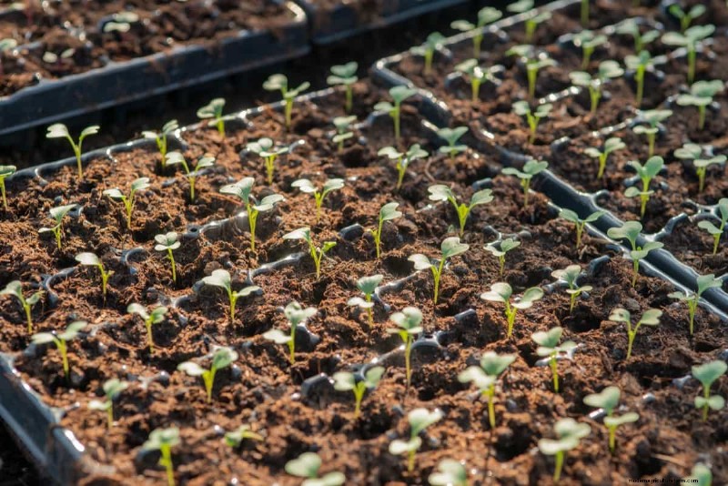 Cabbage Seed Germination: Selection & Best Practices for Healthy Plants