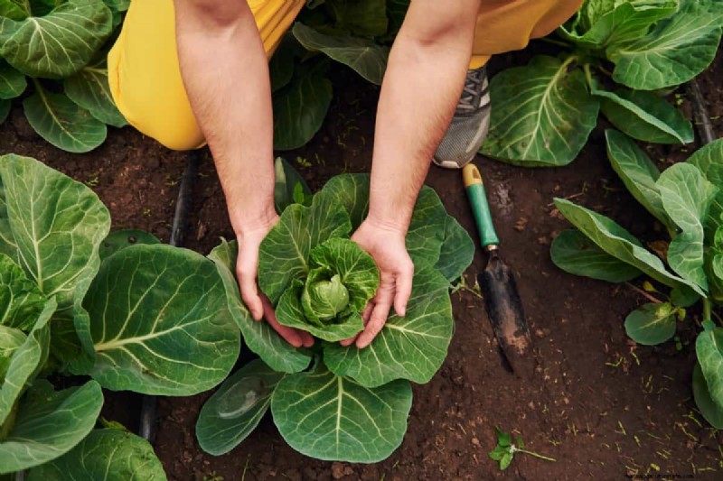 Cabbage Seed Germination: Selection & Best Practices for Healthy Plants