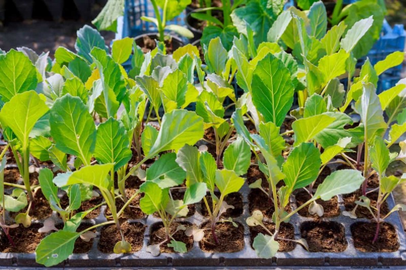 Cabbage Seed Germination: Selection & Best Practices for Healthy Plants