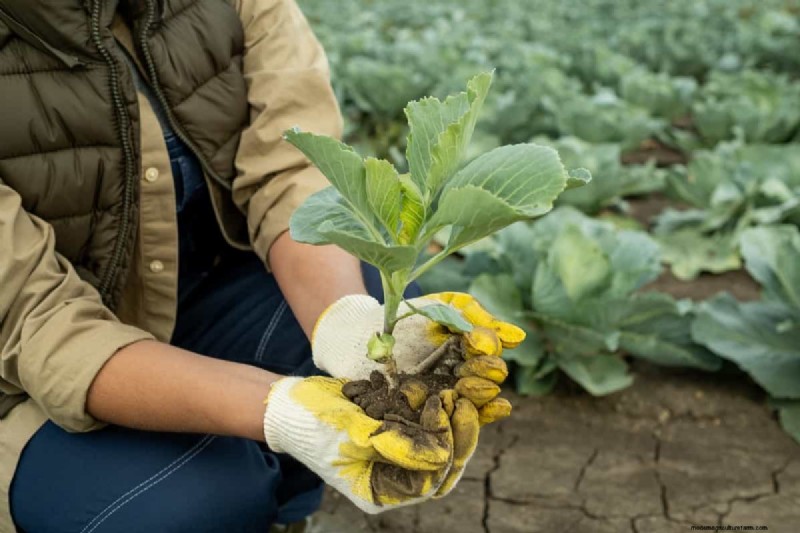 Cabbage Seed Germination: Selection & Best Practices for Healthy Plants
