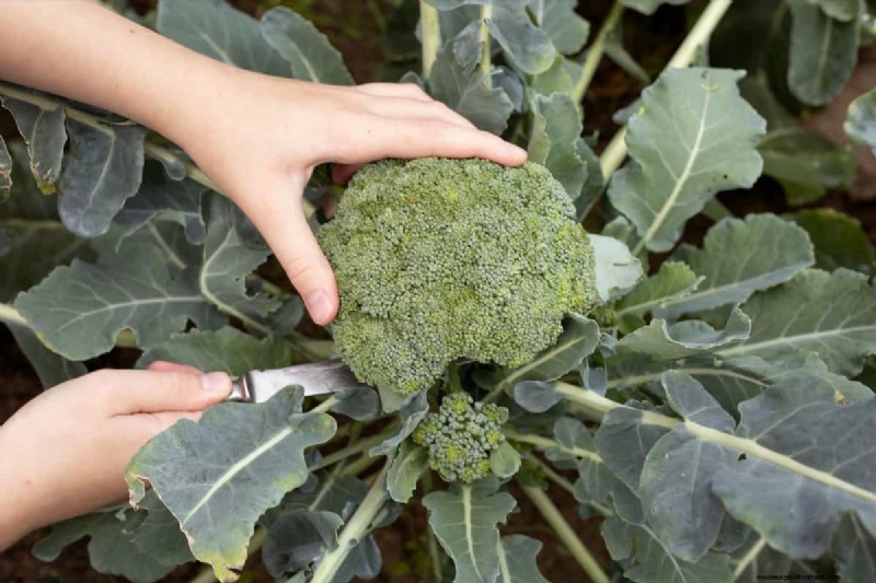 Broccoli Seeds: Germination, Selection & Growing Guide