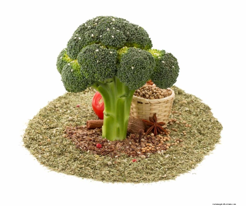 Broccoli Seeds: Germination, Selection & Growing Guide