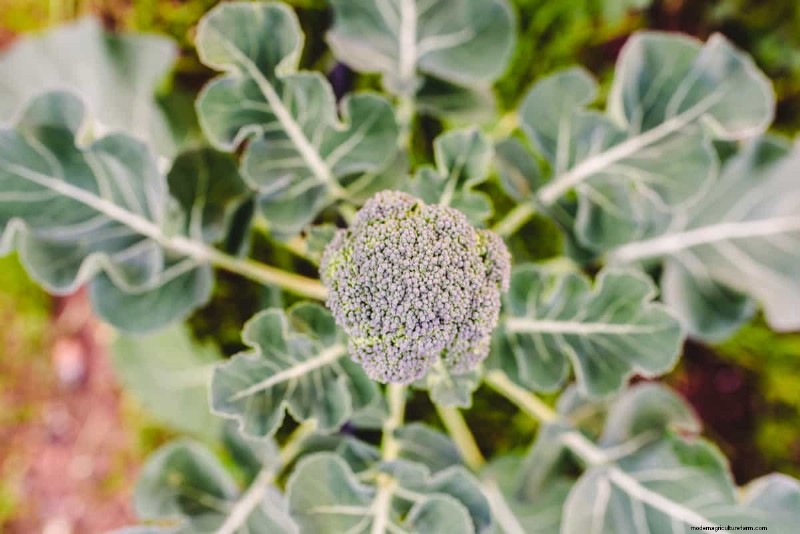 Broccoli Seeds: Germination, Selection & Growing Guide