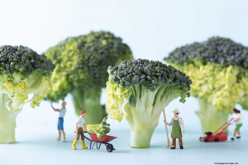 Broccoli Seeds: Germination, Selection & Growing Guide