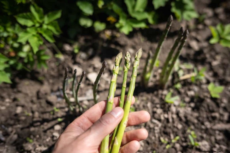 Growing Asparagus: Seed Germination & Variety Selection Guide