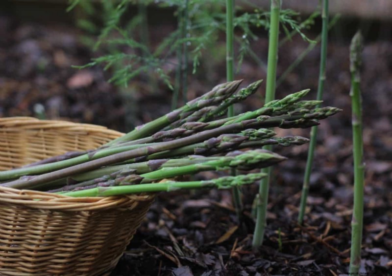 Growing Asparagus: Seed Germination & Variety Selection Guide