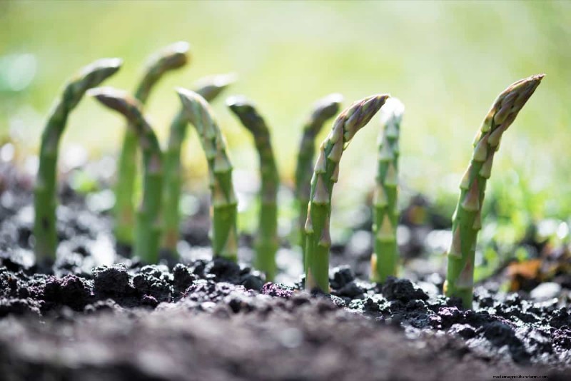 Growing Asparagus: Seed Germination & Variety Selection Guide