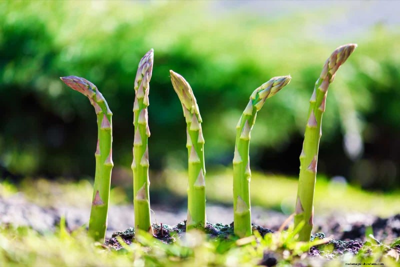 Growing Asparagus: Seed Germination & Variety Selection Guide